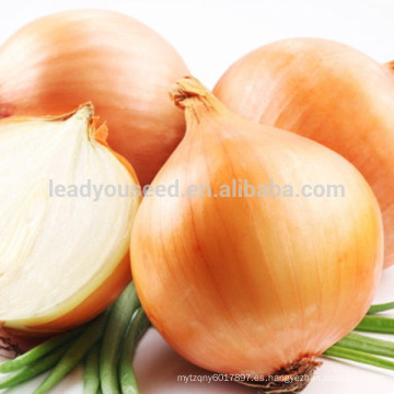 AON012 Huangguo f1 semillas de cebolla amarilla híbrida precio